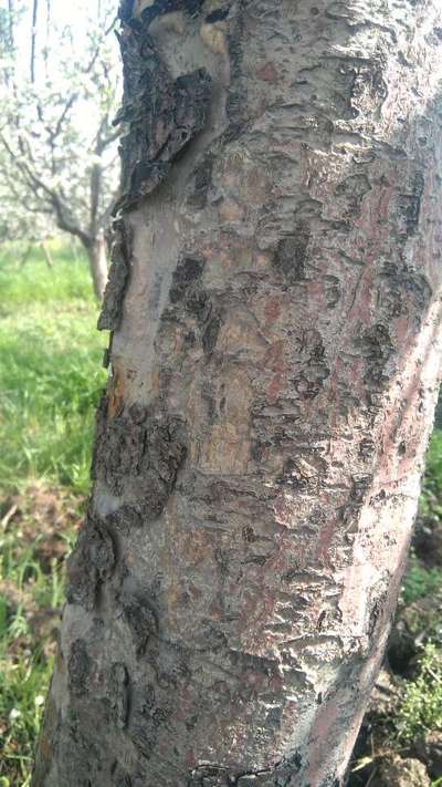 Apple Root and Collar Rot - Apple