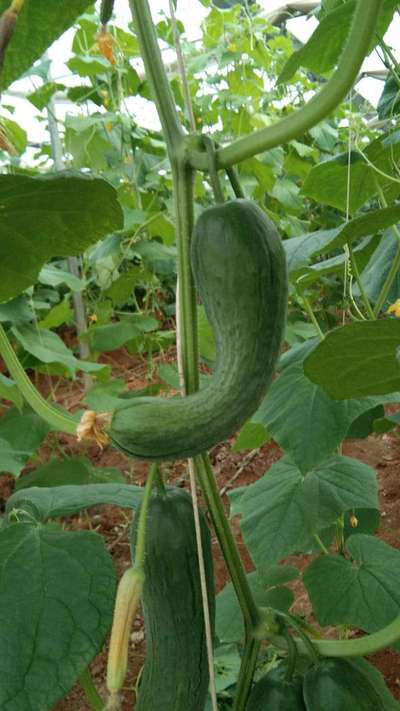 Potassium Deficiency - Cucumber