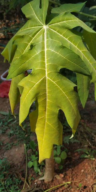 Nitrogen Deficiency - Papaya