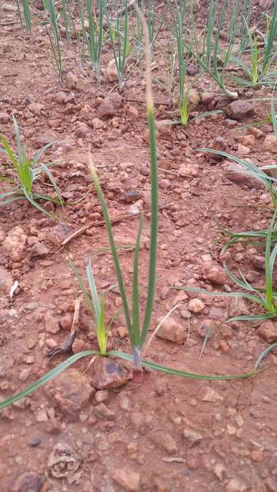 ಬಿಳಿ ಕೊಳೆ ರೋಗ - ಈರುಳ್ಳಿ
