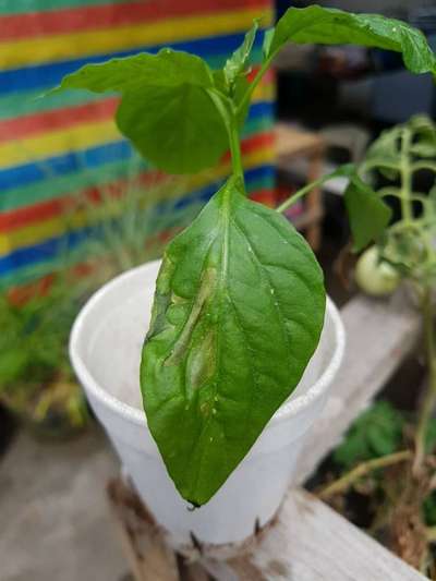 Downy Mildew - Capsicum & Chilli