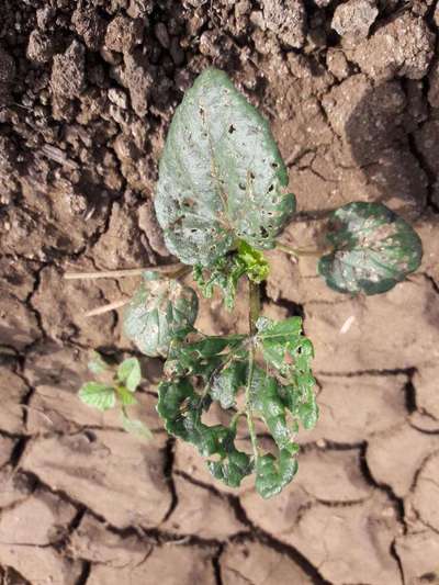 Flea Beetles - Okra