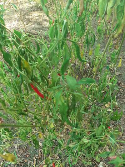 Bacterial Wilt - Capsicum & Chilli