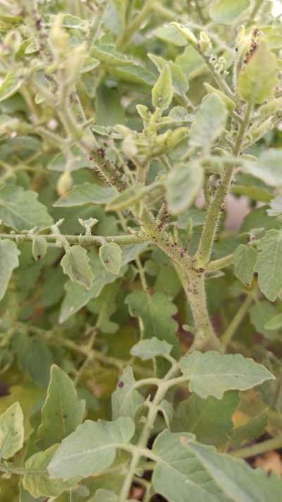 Aphids - Tomato