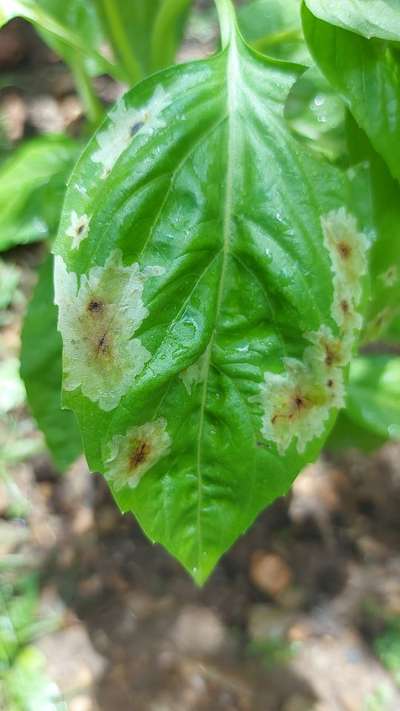 Leaf Miner Flies - Capsicum & Chilli