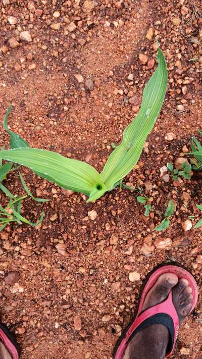 Iron Deficiency - Maize