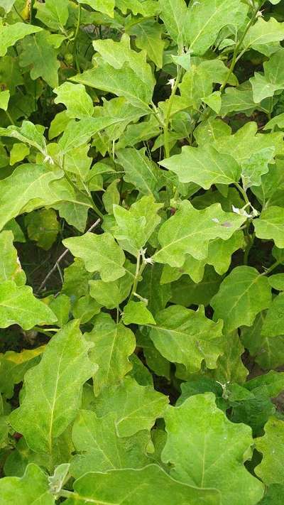 Nitrogen Deficiency - Brinjal