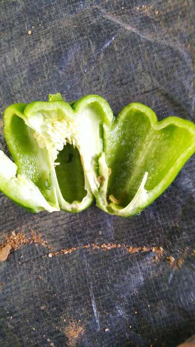 Helicoverpa Caterpillar - Capsicum & Chilli