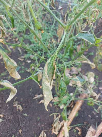 Whiteflies - Capsicum & Chilli