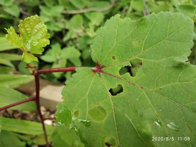 Flea Beetles - Okra