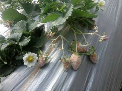 Powdery Mildew of Strawberry - Strawberry