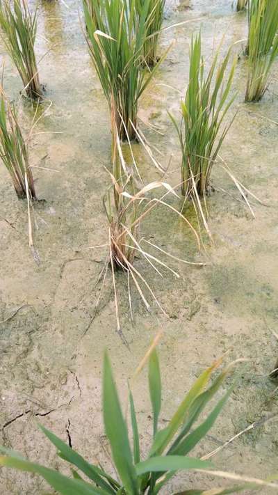 ಕ್ಷಾರೀಯತೆ (ಆಲ್ಕಲಿನಿಟಿ) - ಭತ್ತ