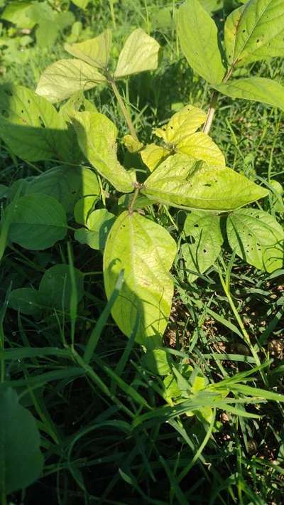 Nitrogen Deficiency - Black & Green Gram