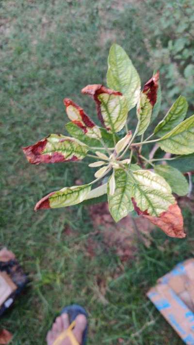 Potassium Deficiency - Apple