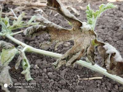 Anthracnose of Cucurbits - Melon