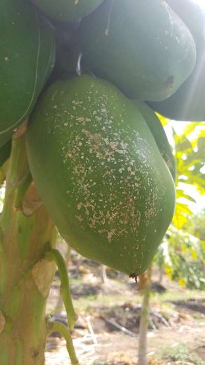 Mealybug - Papaya