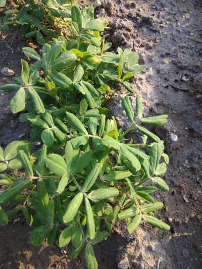 Alternaria Leaf Spot Peanut - Peanut