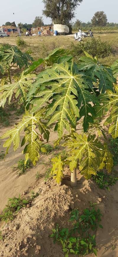 Nitrogen Deficiency - Papaya