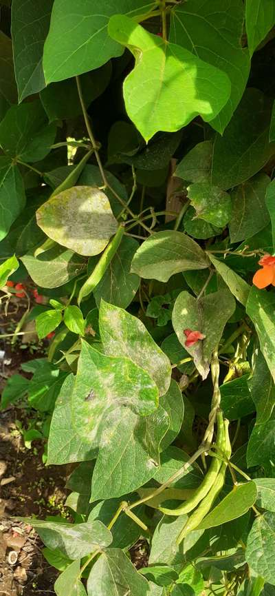 Powdery Mildew - Bean