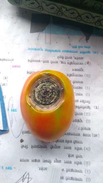 Blossom End Rot - Tomato