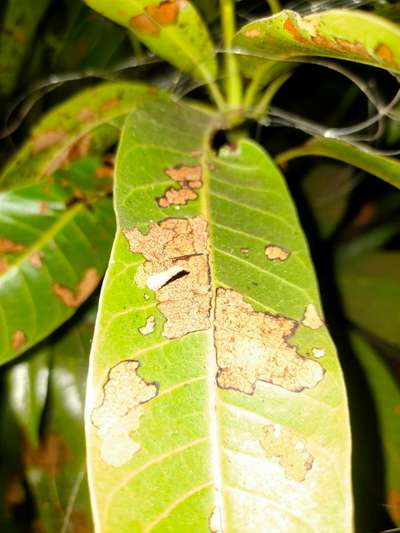 Phoma Blight - Mango