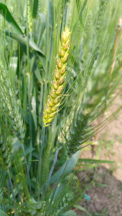 Fusarium Head Blight - Wheat