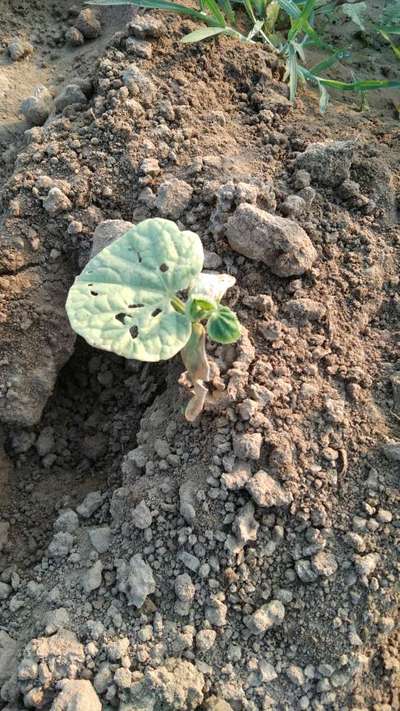 Flea Beetles - Cucumber