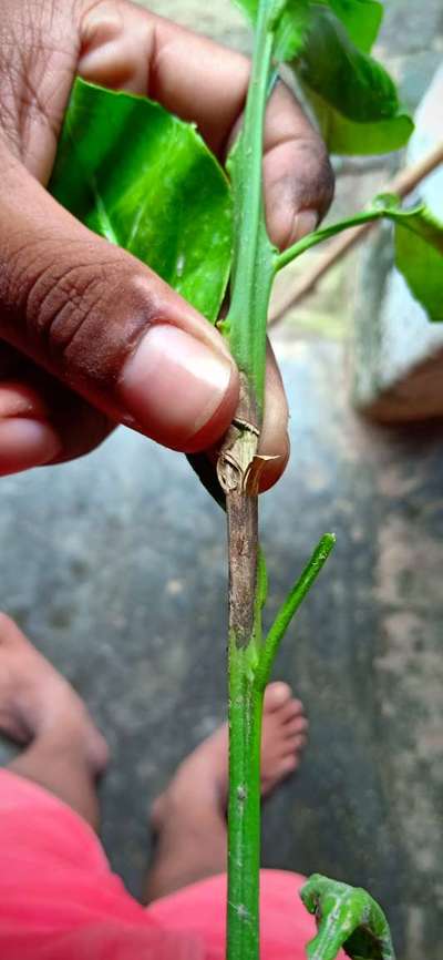 Wind Damage on Citrus - Capsicum & Chilli