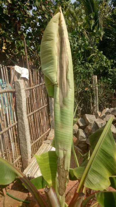 சுண்ணாம்புச் சத்து பற்றாக்குறை (கால்சியம் பற்றாக்குறை) - வாழைப் பழம்