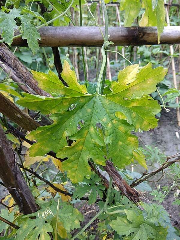 Jf21 Leaves Of Bitter Gourd Aysultancandy Com